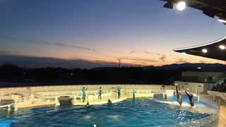 イルカのショーがよい