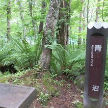 青沼の案内。