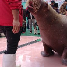 迫力満点のセイウチ