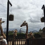 アクティブティ満載な動物園