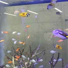 １階出口近くの熱帯魚が泳ぐ水槽