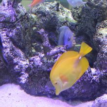 １階出口近くの熱帯魚が泳ぐ水槽