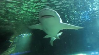 ジュゴンがいます。