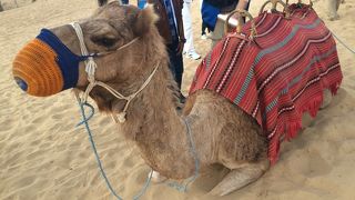 砂漠でいろんな遊びができる