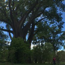 大きなバオバブの木