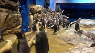 ペンギンがたくさん！