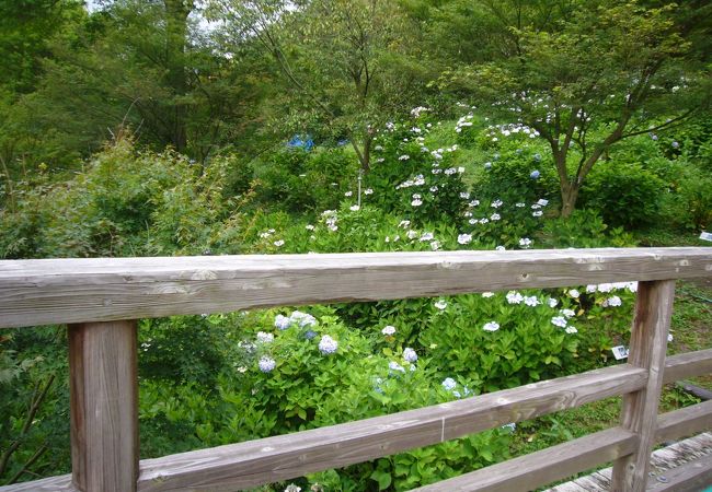 和歌山県植物公園緑花センター クチコミ アクセス 営業時間 岩出 紀の川 フォートラベル 和歌山県植物公園緑花センター クチコミ アクセス 営業時間 岩出 紀の川 フォートラベル