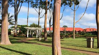 広大なパイナップル園