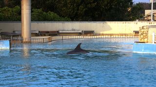 ショータイムには足元にイルカが　上陸してきて　とってもエキサイティング