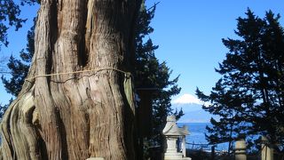 樹齢1500年を超えると言われる御神木も