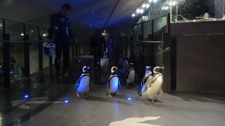 ペンギンがたくさん♥