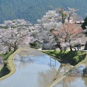 棚田に映る桜が美しい