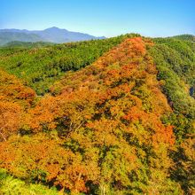 写真編集の成果でサクラモミジを色付けています
