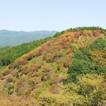 サクラモミジ、紅葉時期の吉野山