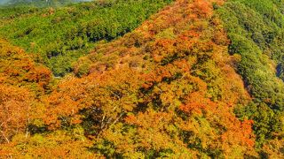 サクラモミジ、紅葉時期の吉野山