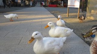 アヒルが寄ってきて出迎えてくれる