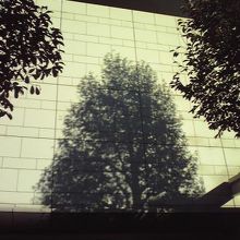 壁のアップ木の影が映りこんでます（夕日が造るアートでした）
