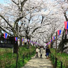 桜マラソンも開催
