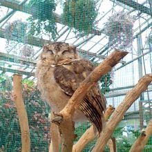 とてもかわいいふくろうでした