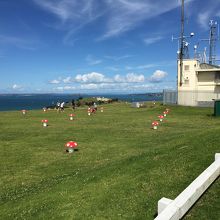 マウント ヴィクトリアの頂上から