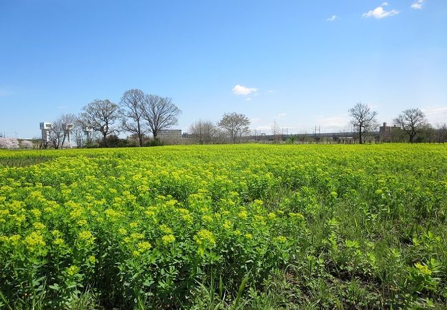 秋ケ瀬公園 クチコミ アクセス 営業時間 浦和 フォートラベル