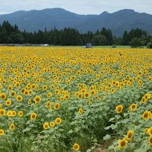 撮影する角度によっては山の端までひまわり畑だ。