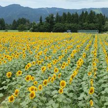 ひまわりの黄色は夏の思い出だ。