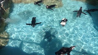 意外な穴場のペンギン観察