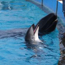 イルカ達はよく訓練されていて感心する