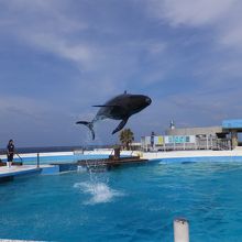 フジの元気なジャンプする姿ももう今では見られない