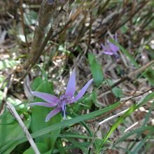 カタクリ（6月は花がいっぱい）
