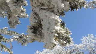 青空に樹氷、美しい～！