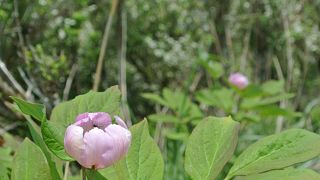 ベニバナヤマシャクヤク