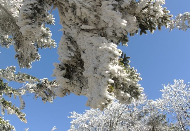 青空に樹氷、美しい～！