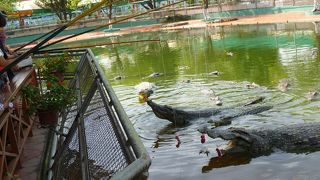 ワニ釣り最高♪