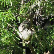 広くてきれいな動物園