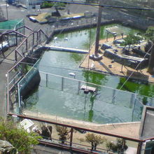 城の上から園内を見下ろすと、水辺を泳ぐ動物たちが見えました。