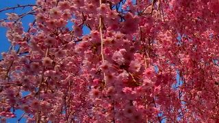 お花見ができます。