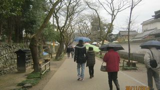 桜の頃は見事な姿を見せてくれるのでしょう。