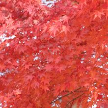真っ赤な紅葉