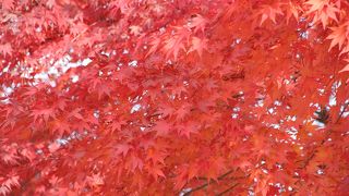 紅葉が素晴らしかった