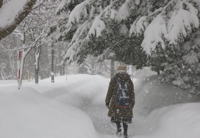 冬も除雪されている