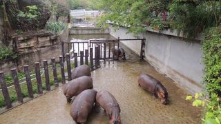 カバがたくさん！