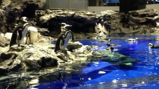 ペンギンがかわいい