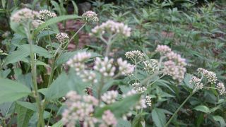 長瀞七草寺　藤袴（フジバカマ）の寺、法善寺?