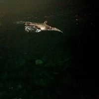 長い桟橋の先ににマンタが来てくれました\(^o^)/