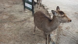 奈良公園の人気者