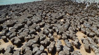 太古の昔から生息する希少生物