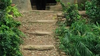 水族館と水辺の動物とパンダがいます