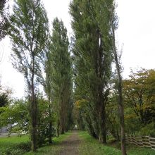 ポプラ並木